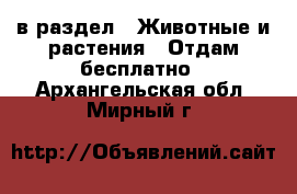  в раздел : Животные и растения » Отдам бесплатно . Архангельская обл.,Мирный г.